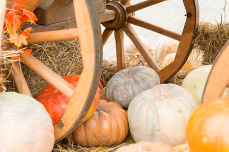 Autumn pumpkin close-up, against a background of strawの写真素材