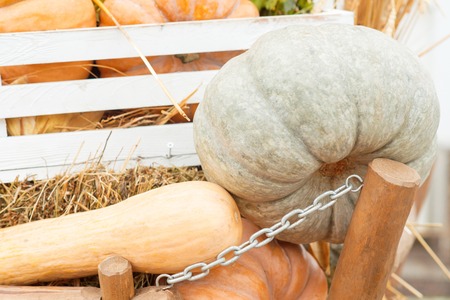 Autumn pumpkin close-up, against a background of strawの写真素材