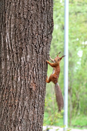 Red protein in natureの写真素材