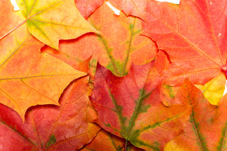 Background of maple leaves