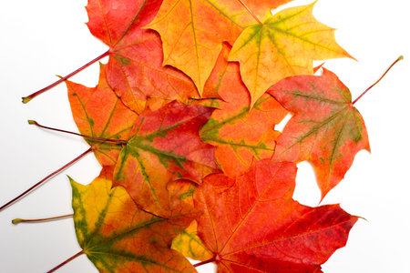 Maple autumn leaf on a white background