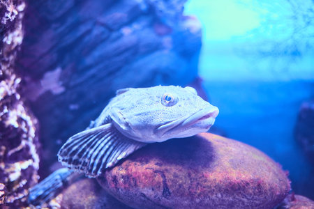 Beautiful Sea World. Sea fish at depth.