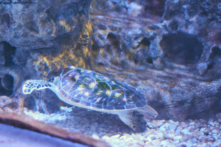 Beautiful Sea World. Sea turtle.