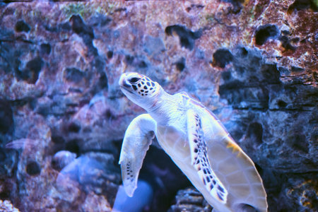Beautiful Sea World. Sea turtle.