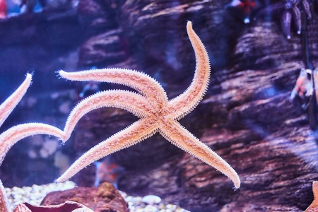 Beautiful Sea World. Sea fish at depth.の写真素材