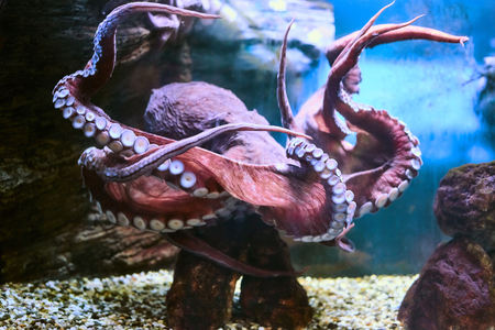 Beautiful Sea World. Sea octopus.の写真素材