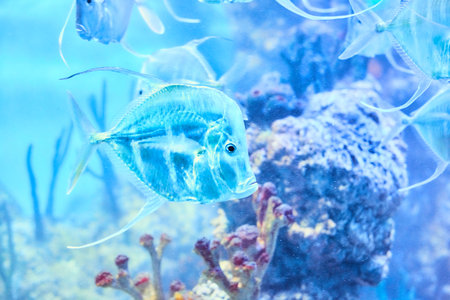 Beautiful Sea World. Sea fish at depth.