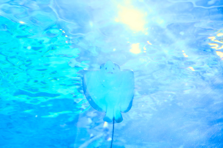 Beautiful Sea World. Sea fish at depth.の写真素材