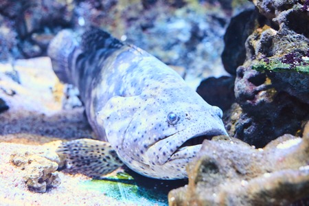 Beautiful Sea World. Sea fish at depth.の写真素材