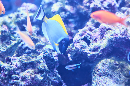 Beautiful Sea World. Sea fish at depth.