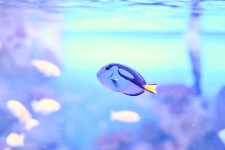 Beautiful Sea World. Sea fish at depth.の写真素材