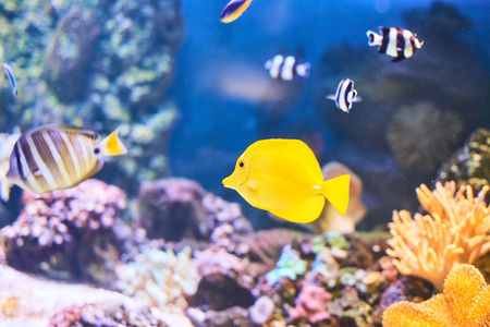 Beautiful Sea World. Sea fish at depth.の写真素材