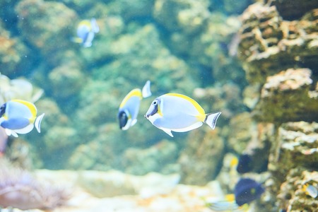 Beautiful Sea World. Sea fish at depth.の写真素材