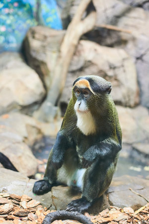 Live nature. A monkey
