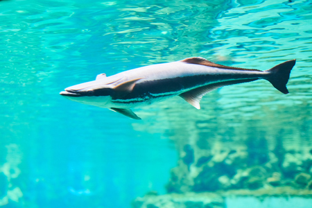 Beautiful Sea World. Sea fish at depth.の写真素材