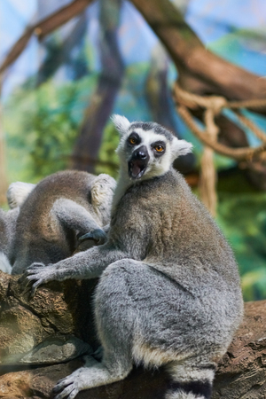 Live nature. Lemurの写真素材