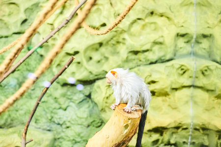 Live nature. A monkeyの写真素材