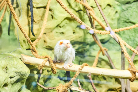 Live nature. A monkeyの写真素材