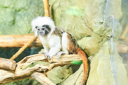 Live nature. A monkeyの写真素材