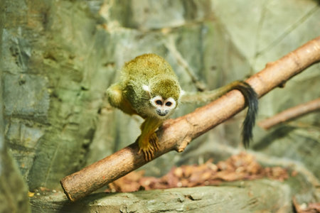 Live nature. A monkey
