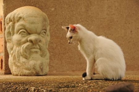 Cat and sculpyureの写真素材