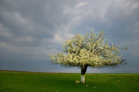cherry blossom tree in stormの写真素材