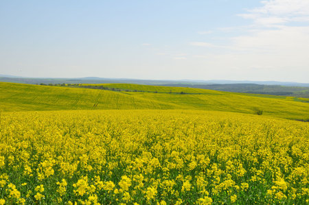Rapeseed field 
