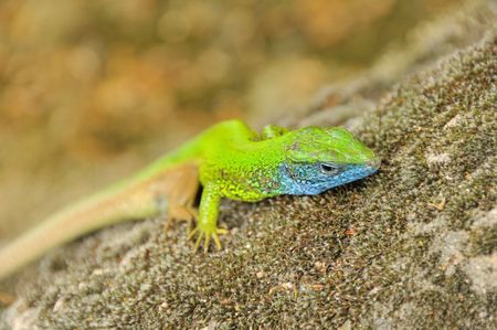 lizardの写真素材