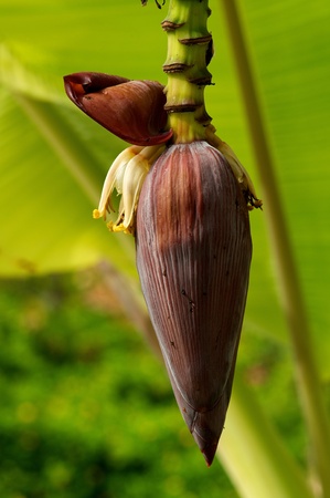 Banana Flower on palm leaves backgroundの写真素材