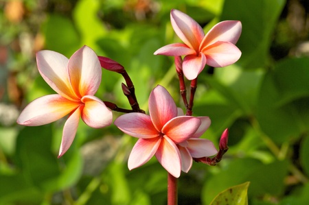 Frangipanis or plumeria in natural environment on leaves backgroundの写真素材