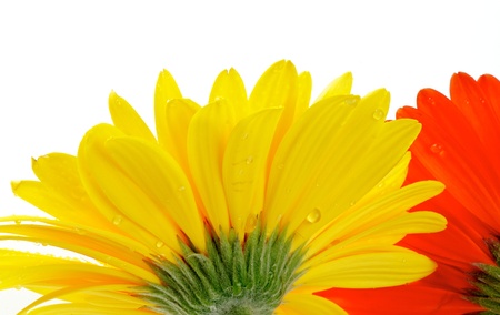 Yellow and red gerbera with water droplets view from under isolated on white backgroundの写真素材