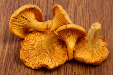 Heap of Perfect Raw Chanterelles closeup on Wooden backgroundの写真素材