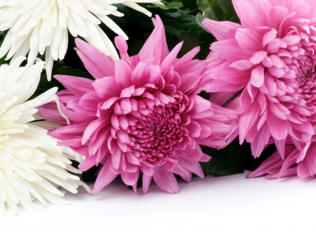 Bunch of Pink and White Chrysanthemum closeup on white backgroundの写真素材