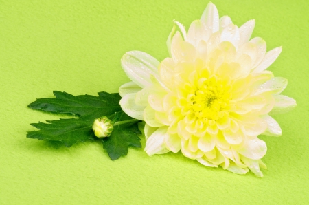 Beautiful Flower of Yellow Chrysanthemum with Little Bud and Leaf isolated on Green backgroundの写真素材