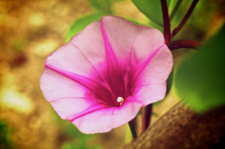 Beautiful Pink Morning Glory Flower 