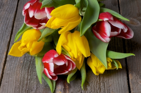 Yellow and Red-White Tulips closeup on Rustic Wooden の写真素材