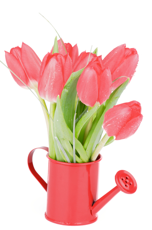 Bunch of Spring Magenta Tulips in Watering Can isolated on White backgroundの写真素材