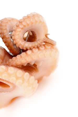 Octopus Tentacles Cross Section on white backgroundの写真素材