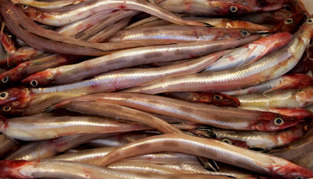 Background of Fresh Raw Sea Eel (Conger) closeup