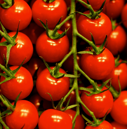  Ripe Shiny Raw Cherry Tomatoes on Stems closeupの写真素材