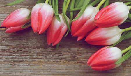 Corner Border of Spring Magenta Tulips with Water Drops closeup on Rustic Wooden . Retro Styledの写真素材