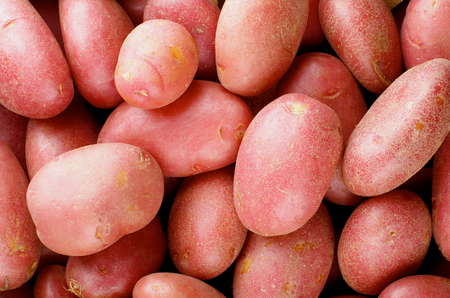 Background of Perfect Ripe Raw Red Potatoes Full Body closeupの写真素材