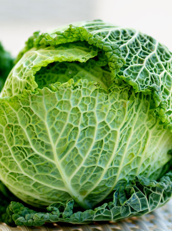 Green Leafy Texture Head of Savoy Cabbage closeup on Blurred backgroundの写真素材