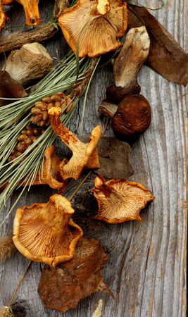 Heap of Dried Forest Chanterelles, Porcini and Boletus Mushrooms with Dry Grass, Leafs and Fir Stems closeup in Rustic Wooden backgroundの写真素材
