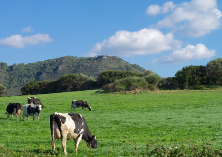 Herd of Funny Spotted Black and White Cows on Green Pasture Meadow on Blue Sky background Outdoorsの写真素材