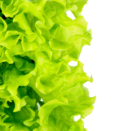 Leafs of Perfect Fresh Green Lettuce isolated on white background as Frameの写真素材