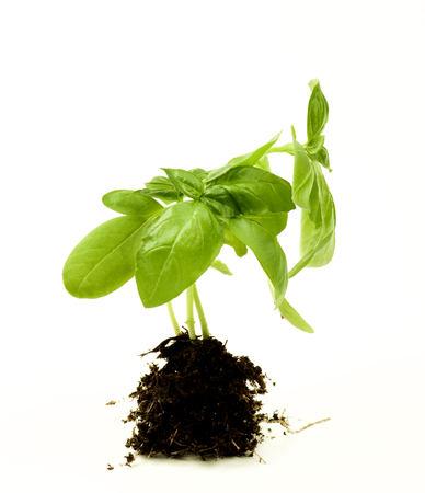 Perfect Fresh Green Basil Leafs with Roots into Ground isolated on White backgroundの写真素材