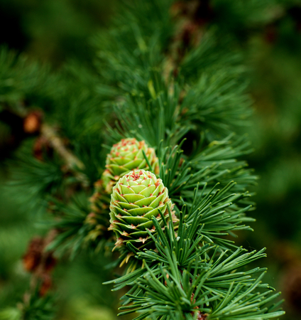 Young Sprouts Green Fir Cones into Green Needles on Blurred Fir Branches background Outdoors. Focus on Coneの写真素材