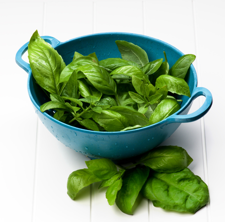 Blue Colander Full of Fresh Green Lush Foliage Basil Leafs closeup on White Plank backgroundの写真素材