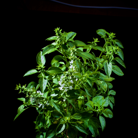 Fresh Blooming Green Lush Foliage Basil isolated on Black backgroundの写真素材